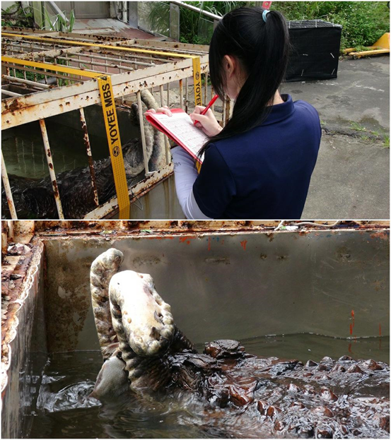 保育員觀察記錄雷奇的覓食狀況，雷奇在熟悉的飼養池裡也會利用身體製造水波抓魚。   台北動物園-李毓文/攝