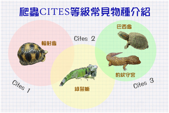 CITES各等級中較常見的爬蟲物種。  圖/取自網路 製作/何宜