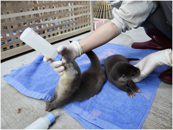 水獺寶寶現在喝奶又快又急。　台北市立動物園提供