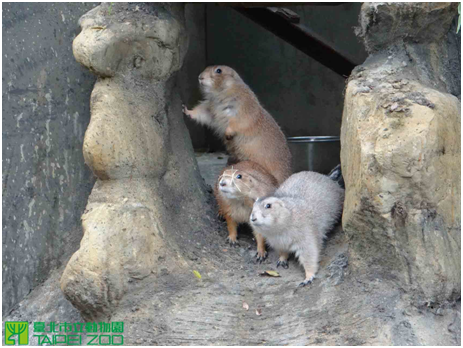 雄犬鼠顏色較淺、雌犬鼠顏色較深。台北市立動物園提供
