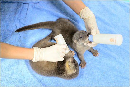 哥哥比較喜歡喝奶，喝到躺下來抱著奶瓶不放。　台北動物園提供