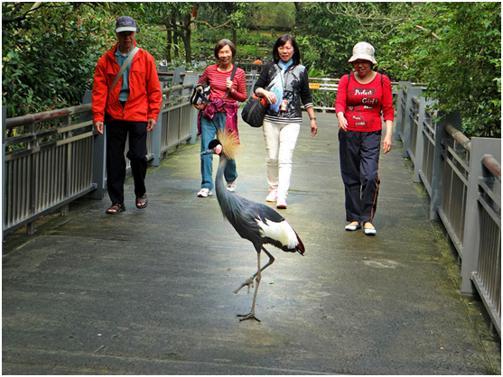 灰頸冠鶴在步道上與參觀民眾不期而遇，讓遊客一飽眼福。 台北動物園/提供