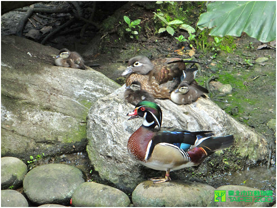美洲木鴨一家人，爸爸毛色鮮豔。　台北市立動物園/提供
