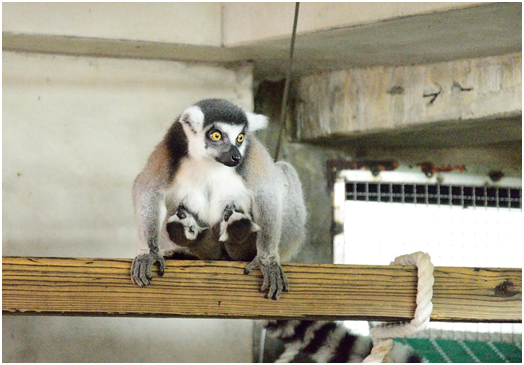 許小陸與她的雙胞胎寶寶。　台北市立動物園/提供