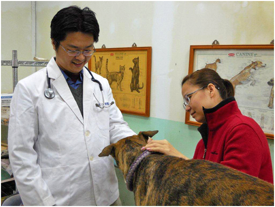 飼主應定期為家中毛小孩注射狂犬病疫苗。 臺北市動保處/提供