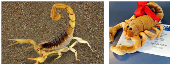 曾在愛情中被玩咖刺傷？不如考慮認養一隻蠍子撫平傷痕。　取自舊金山動物園