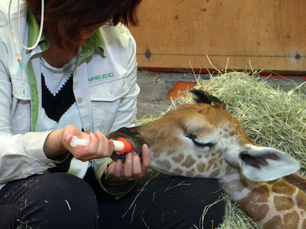 保育員24小時接力照顧小鶴,獸醫也將產房當成加護病房,在危急關頭將狀態不佳的小鶴搶救回來。 台北市立動物園-林惠珍/攝