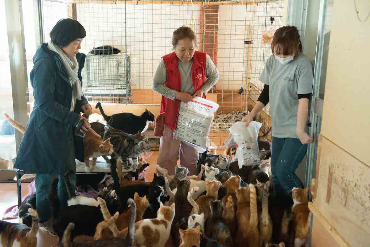 廣島的「犬貓孤兒救援隊」除擁有自己的園區外,311大地震發生後更前往福島核電廠境內20公里救出1400隻貓狗,並協助照料因家園摧毀後無法和主人同住的狗貓們,每月一次帶著狗貓和主人一月一會。 天馬行空/提供