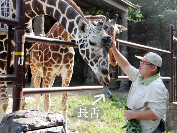 「乖乖乖，來樹葉給你吃～」「ㄟㄟㄟ~~~~舌頭搆不到啊！」　台北動物園/提供