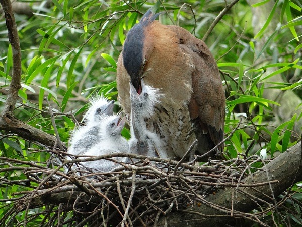 親鳥換班，爸爸在餵雛鳥。　台北市立動物園/提供