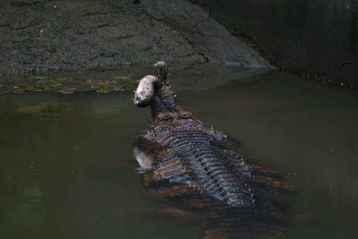 最近天氣溫暖，動物園也決定讓雷奇移居到溫帶區大水池中，水池內目前就只有雷奇一隻鱷魚，接下來則是要確保牠能夠自行吃到足夠的魚。   台北動物園-黃陳浩/攝