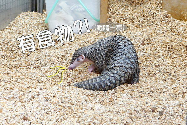 動物界好鼻師之一的穿山甲，擁有氣象預報站、美食雷達般的嗅覺。　台北市立動物園-惠珍/攝