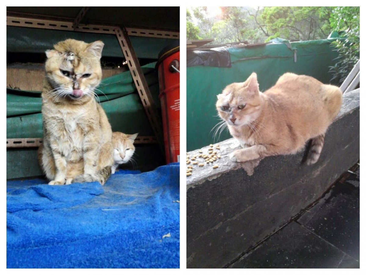 年輕時候的維妮，跟其他貓咪住在太平山山頂。   取自維尼娘娘臉書