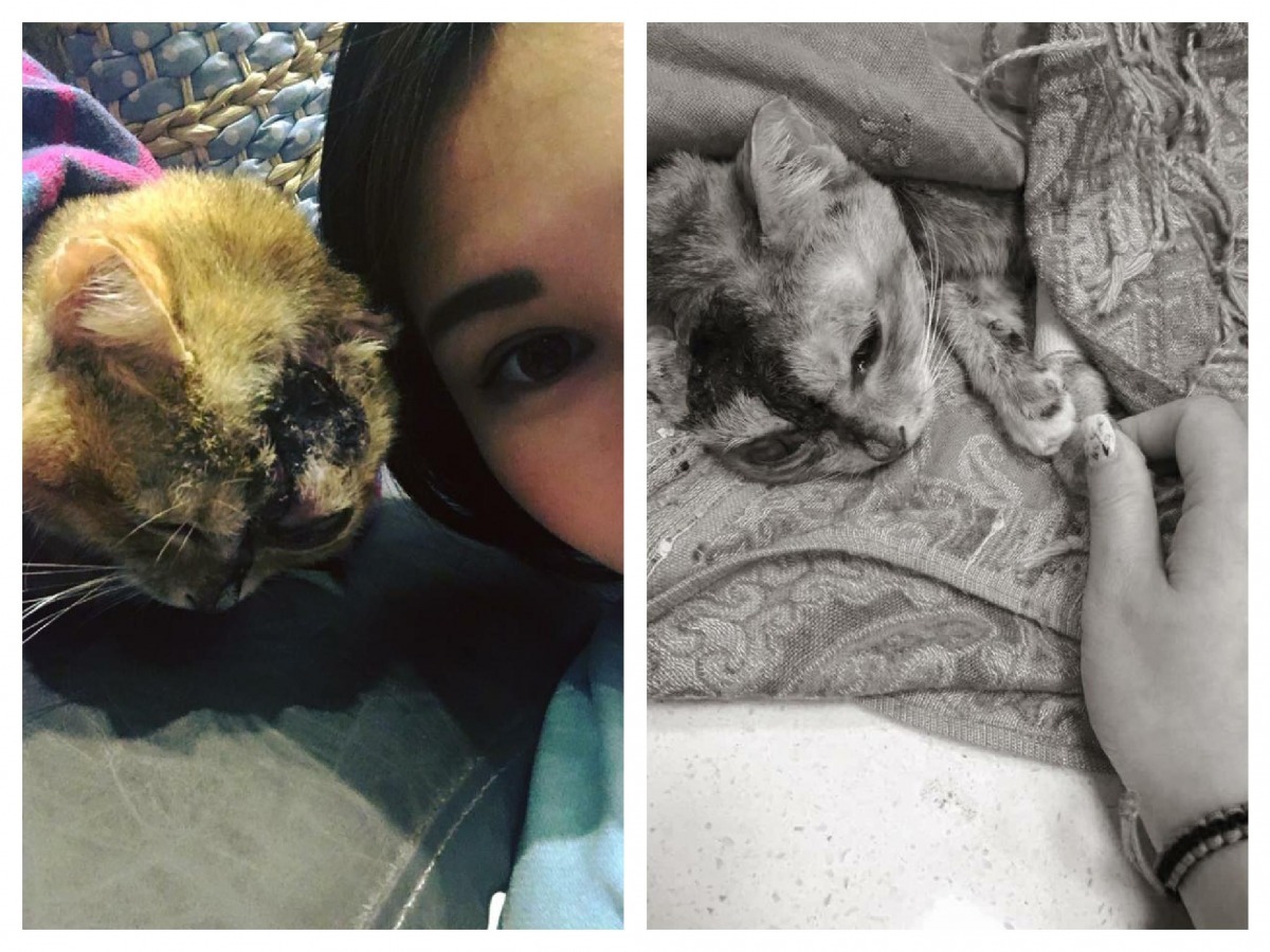 維妮小時候因為親人而遭惡徒潑酸，不過仍不改牠親人的本性。   取自維妮娘娘臉書