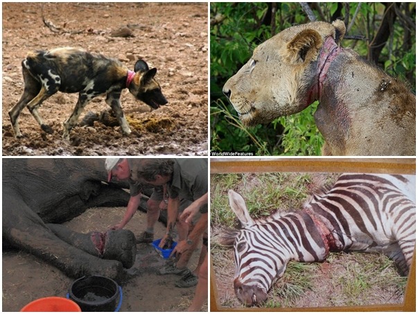 非洲每年都有數不清的野生動物因為這種陷阱而斷送性命。　取自網路