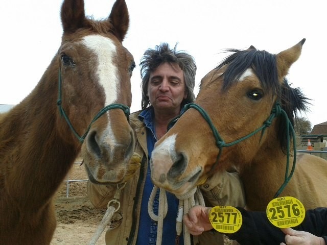 羅娜與丈夫羅傑在拍賣會上，買下了兩匹馬，讓牠們逃出被屠宰的命運。 取自WILDHORSE RANCH RESCUE