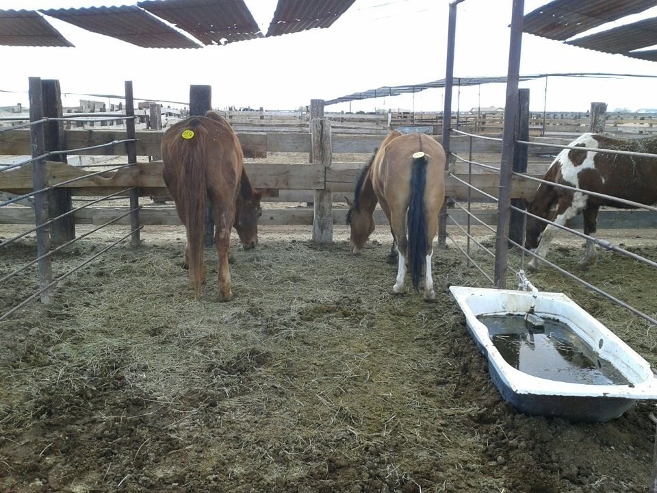 羅娜與丈夫羅傑趕赴拍賣會上，搶救即將被競標出售的野馬，也發現柵欄中環境不佳。 取自WILDHORSE RANCH RESCUE