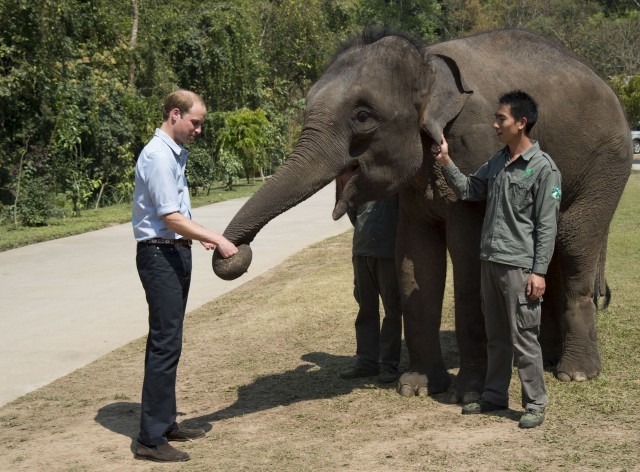 今年3月威廉王子訪華時,就曾主動安排至雲南大象保護區參觀。 翻攝自mashable