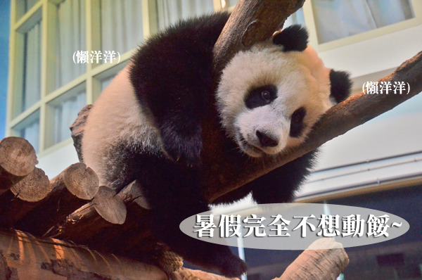 有時候圓仔該吃晚餐時還不乖乖回家,就需要目標棒來輔助。 台北動物園/提供