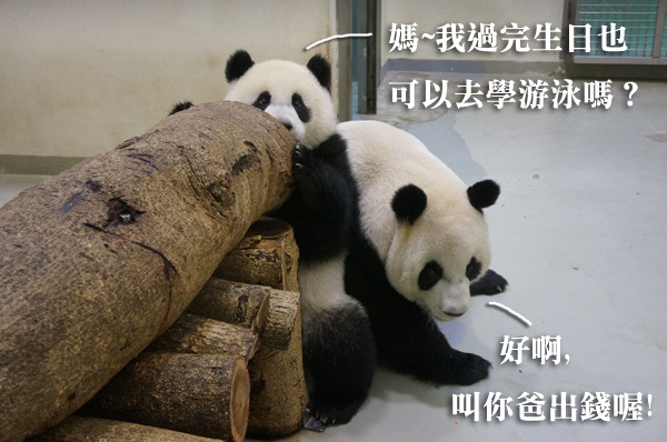 圓仔也想去看水獺兄弟上游泳課！　台北動物園/提供