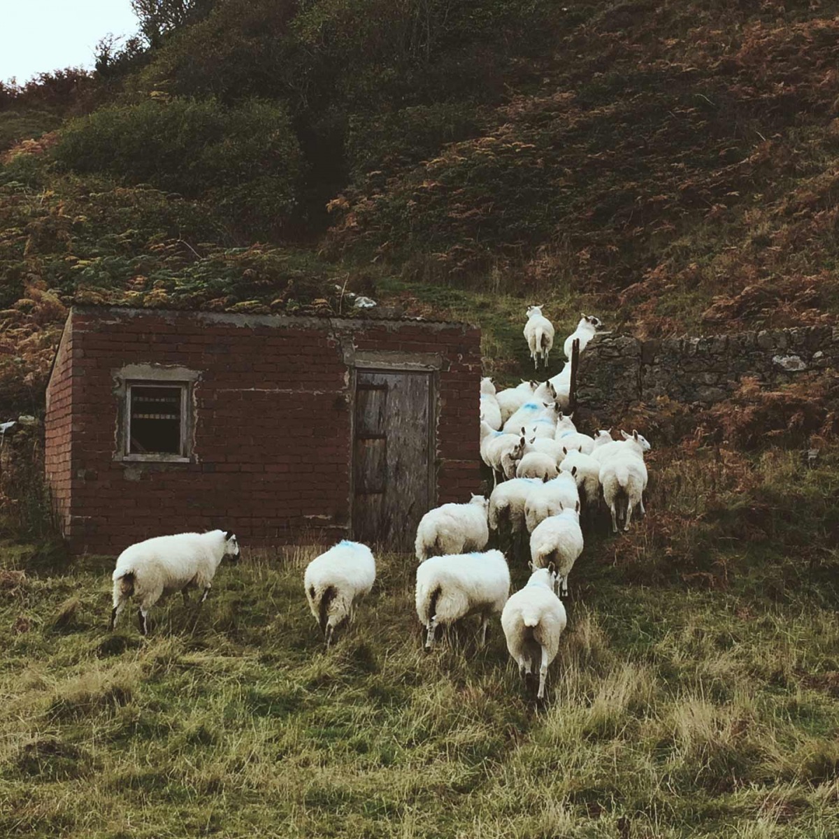 第一名:攝於威爾斯的農場。 / Charlie Wright
