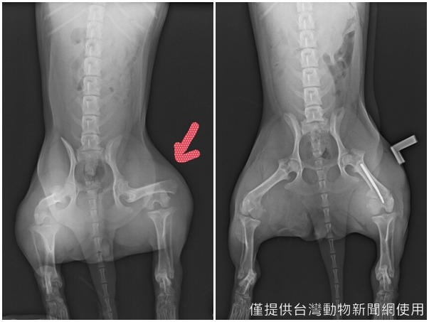 Mato左後腿骨折，獸醫表示釘上骨釘即可，但張小姐仍相當心疼。　張小姐/提供