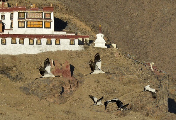 黑頸鶴飛回西藏過冬。 中新社