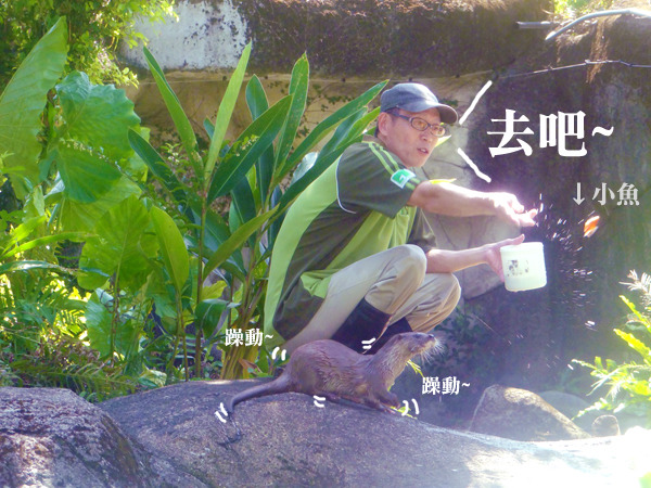 大小金很黏保育員,連抓到魚也要叼回保育員身旁享用。 台北動物園/提供