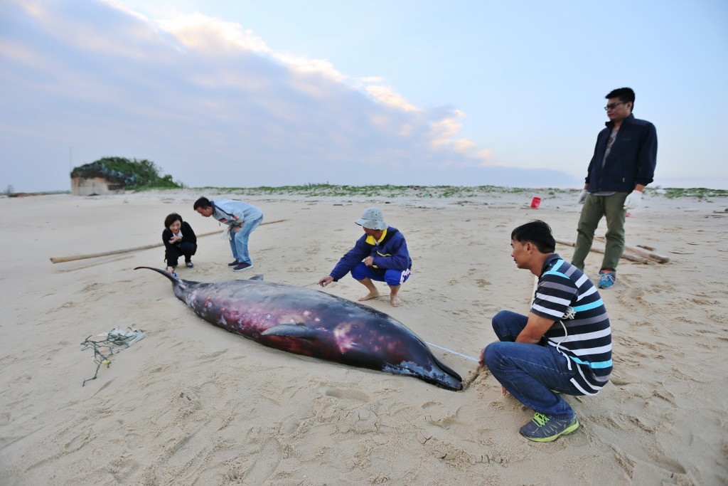 經解剖後發現臟器均出現不正常大量的氣泡，為淺水伕病徵狀，多發生在深淺型鯨豚。　金門縣政府/提供