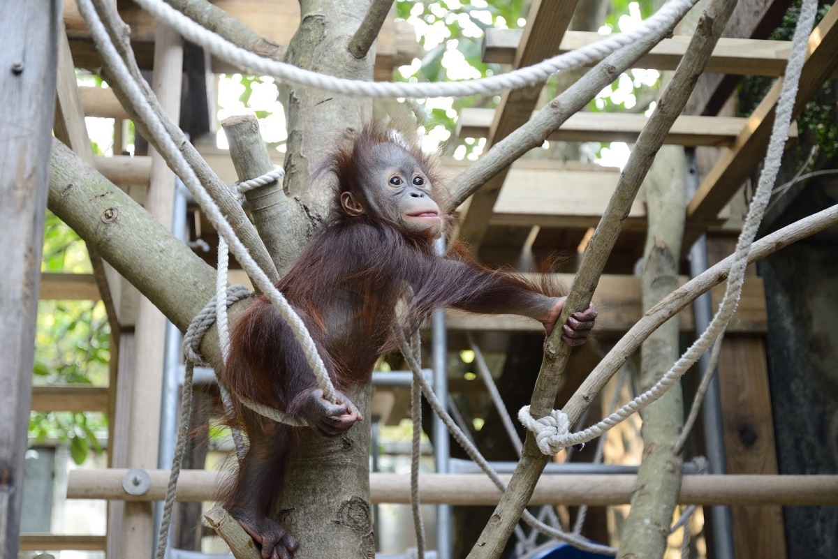 現在乙森還只會往上爬，沒學會往下爬的技巧。　台北動物園-張庭瑜/攝