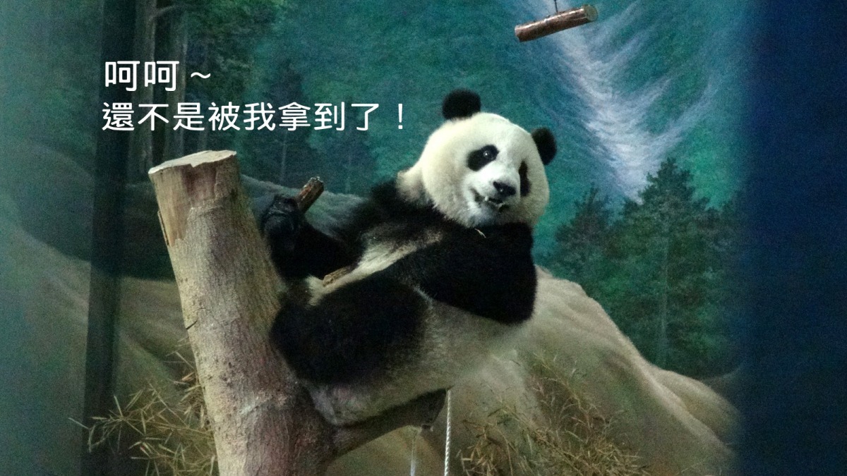 貓熊圓仔在保育員費心鍛鍊肌肉的設計菜單下,成功取到掛在半空中的筍子。 台北動物園-李毓文/攝