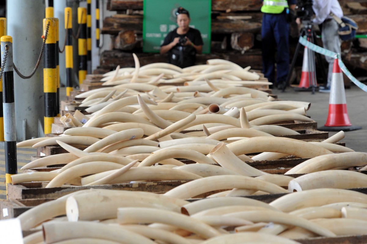 中國被英國非營利組織指為非法象牙的最大進口國。資料照 中新社