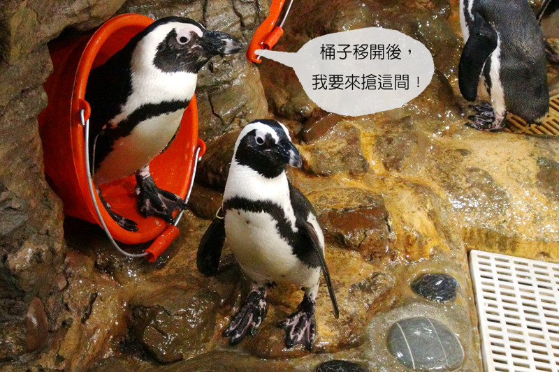 雖然現在有水桶擋住巢穴，但黑腳企鵝仍不死心想要找各種空隙擠進去。　台北動物園-李毓文/攝