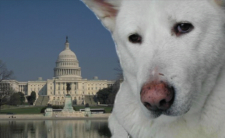 史康迪曾收養一隻流浪的秋田狗,取名叫小白,養了12年,在4年前去世,至於為何只收編小白,史康迪說因為當時小白情況最糟、所以決定把牠帶回家照顧。 史康迪/提供