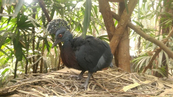台北市立動物園的維多利亞冠鴿「威廉」及「凱特」上個月孵育的幼鳥已經滿月! 台北動物園-謝欣怡/攝
