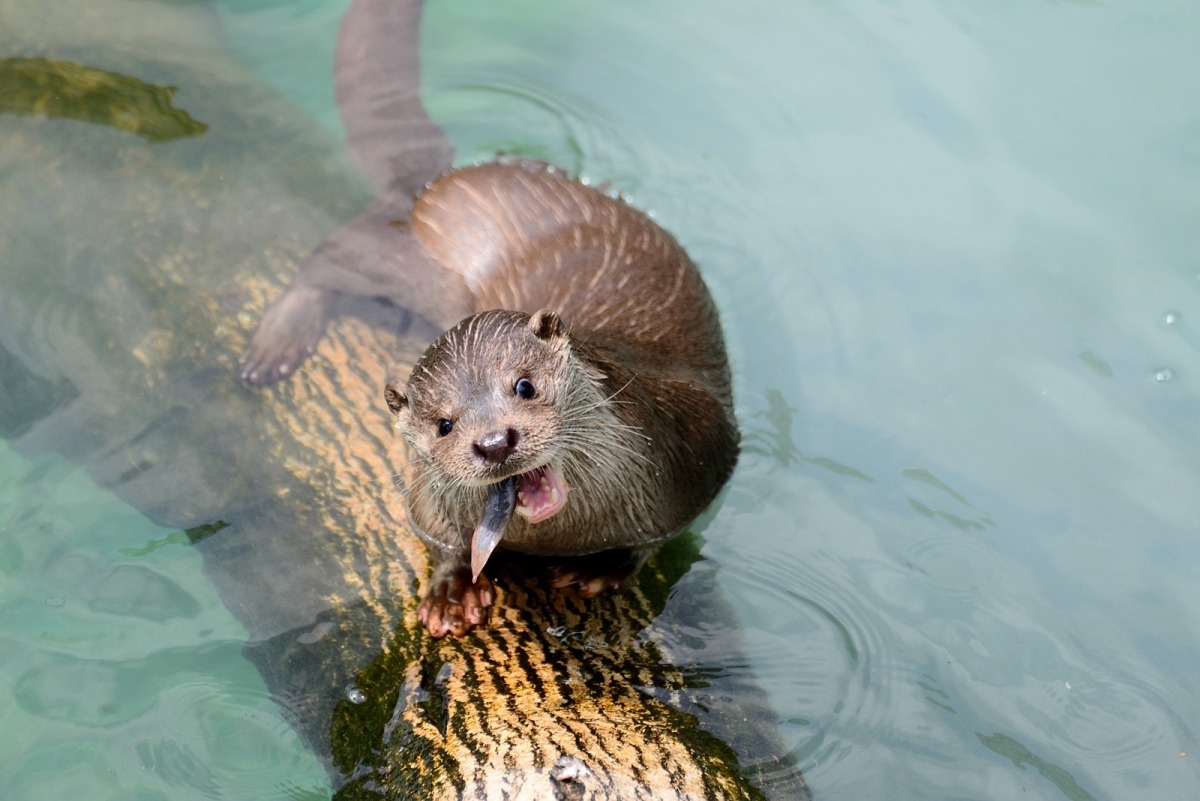 水獺會留在台北市立動物園做域外保育繁殖？或是野放回金門進行域內保育？目前還沒有定論。　台北動物園-陳庭瑜/攝