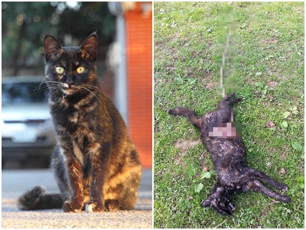 小K當時有孕在身,不敵流浪狗攻擊,最後腸子被拖出、死在公園。 (左圖)何明泰/攝、(右圖)小賢/提供