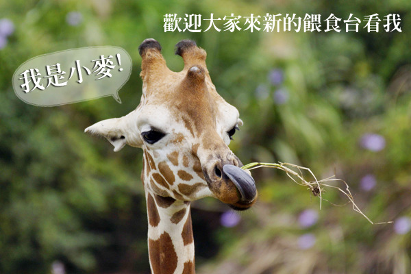 台北動物園新設置的餵食台，在不打擾的情況下增加民眾與動物的近距離觀察。　台北動物園/提供