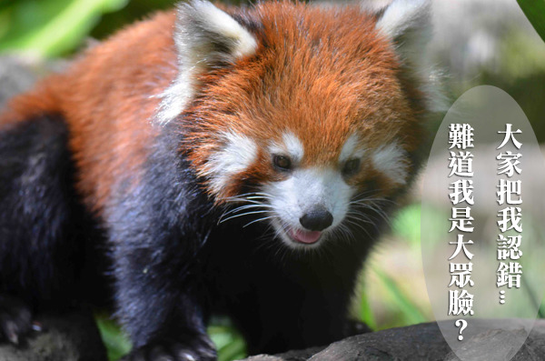 福州來的小貓熊歡歡個性大方，19日將和民眾見面！　台北動物園/提供