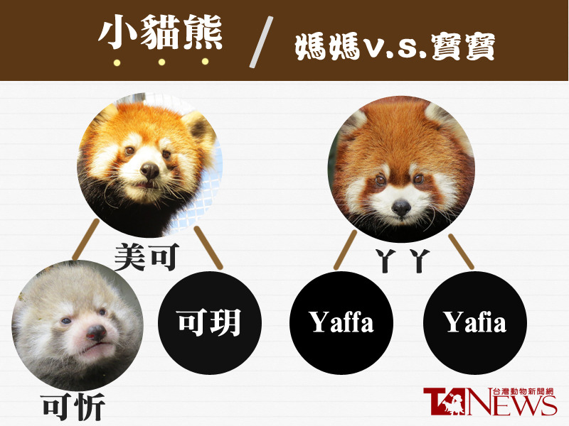 美可和ㄚㄚ進級為母親，但美可個性大剌剌、ㄚㄚ個性謹慎，相當不同。　台北動物園/提供、何宜/製表