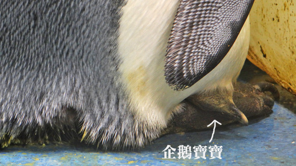 台北動物園姊弟戀企鵝生下小寶寶,目前由爸爸搶著哺育。 台北動物園/提供