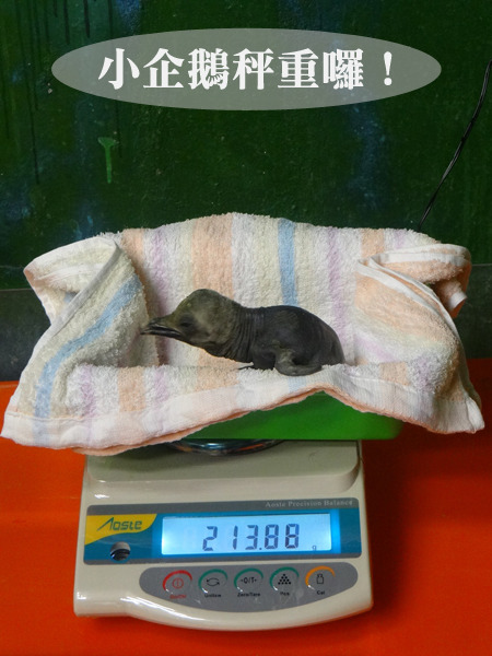 小企鵝目前性別還未知,全身光溜溜的樣子相當滑稽。 台北動物園/提供