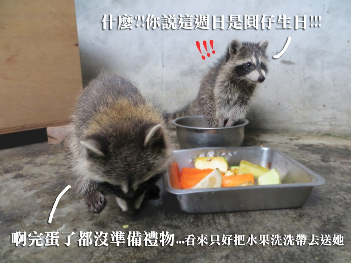 小浣熊們聽說這週日是圓仔生日！　台北市立動物園/提供