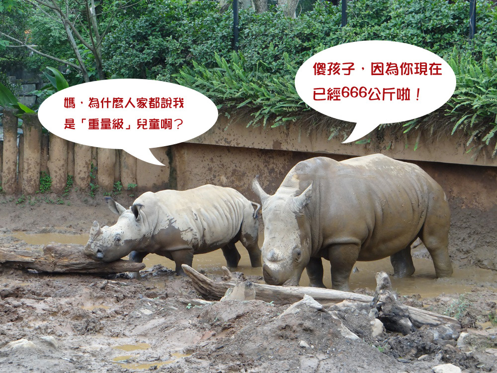 白犀牛犀奇體重已經666公斤。文/設計旁白　圖/台北市立動物園