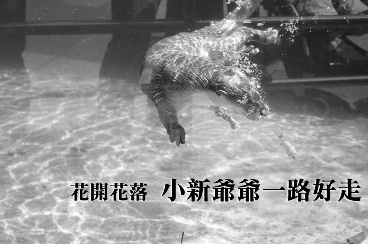 小新爺爺於昨日傍晚過世,讓我們一起祝福牠。 台北動物園/提供