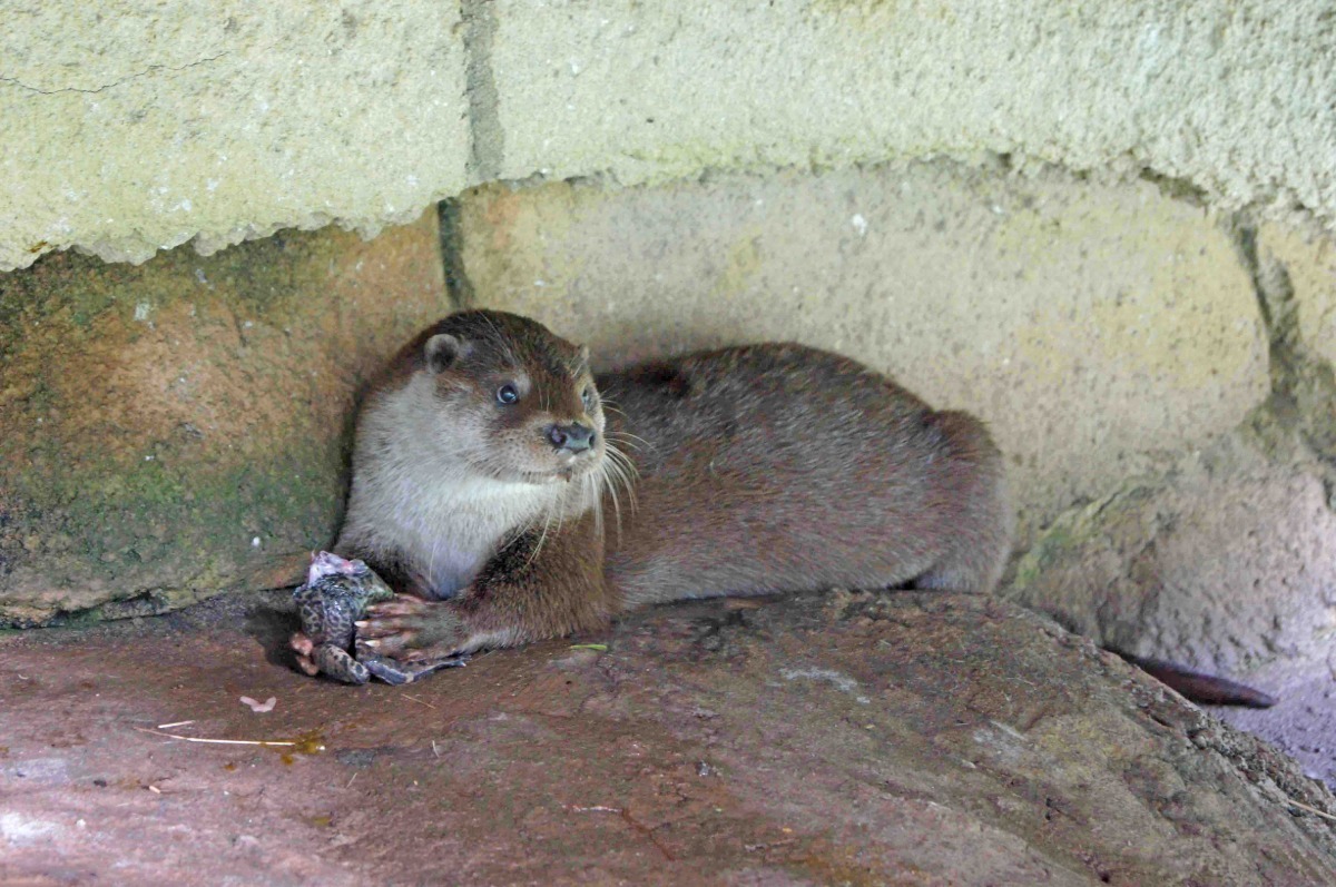 瀕危動物反映的不是單純的物種滅絕，而是環境生態無法永續生存。　台北動物園/提供