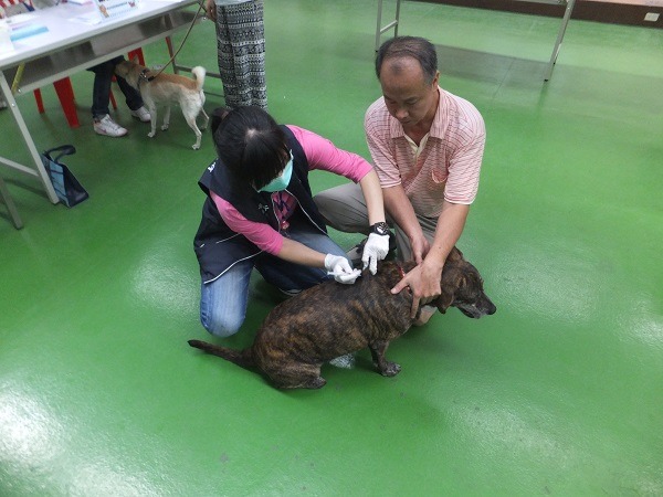 新北市動保處鼓勵教育局及各級學校向動保處認養犬貓，也為其中45間學校所飼養的72隻校園犬貓定期狂犬病注射。　新北市動保處/提供