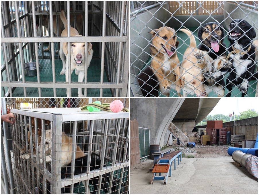 狗狗住的籠子有架高,並有自己的訓練場地。 李娉婷/攝