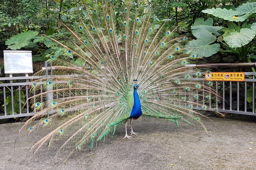 為了吸引異性，動物園內的雄孔雀也精神抖擻的開屏、展現漂亮的羽毛。　台北動物園/提供