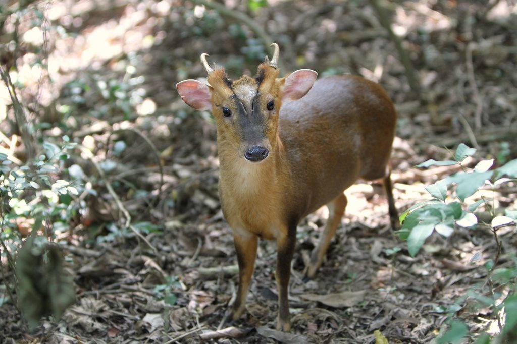 山羌是壽山具有代表性的動物，也是需要民眾認識、一同守護的野生動物。   壽山籌備處/提供